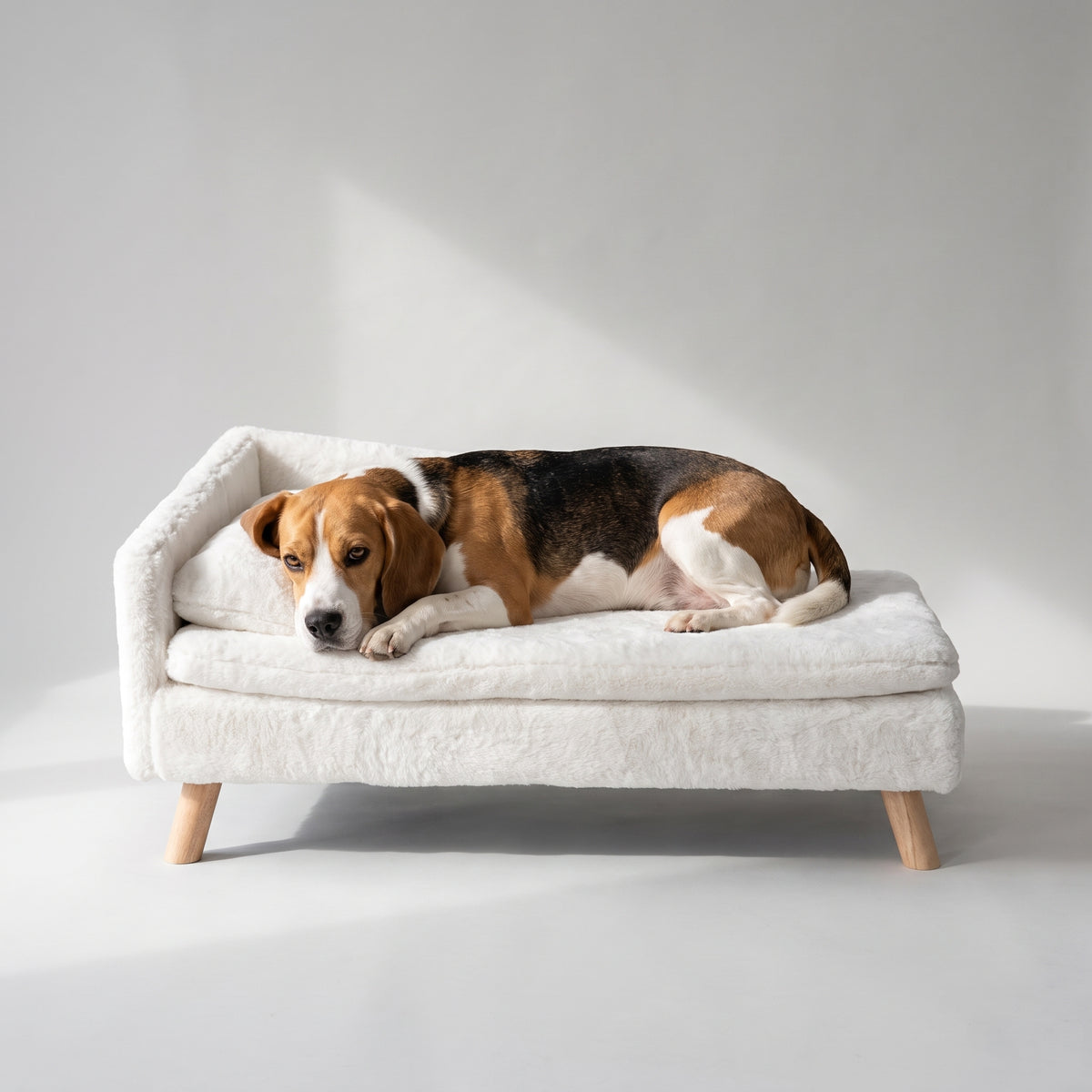 Elevated Dog Bed Sofa, White Couch Style with a beagle, studio photo