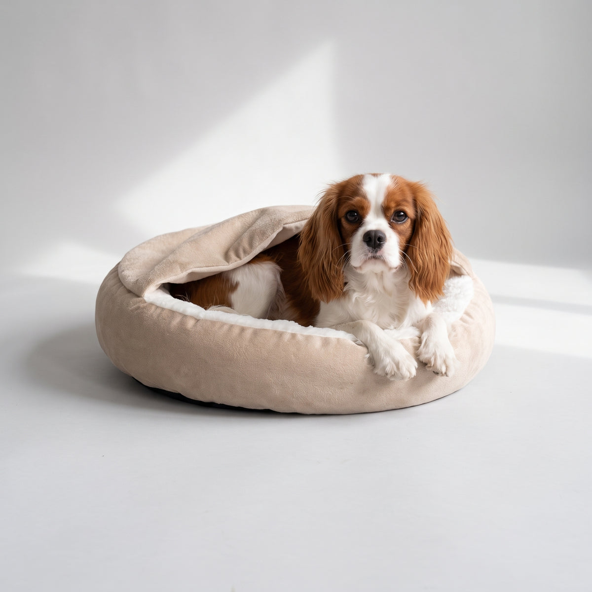 Dog Bed With Hooded Blanket with a Cavalier King Charles, studio photo