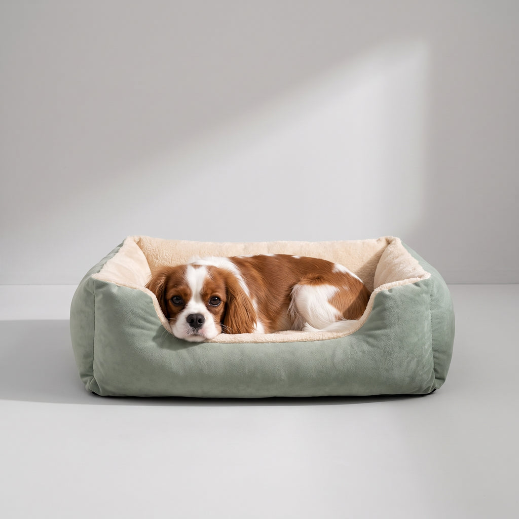 Dog Beds Puppies with a Cavalier King Charles, studio photo