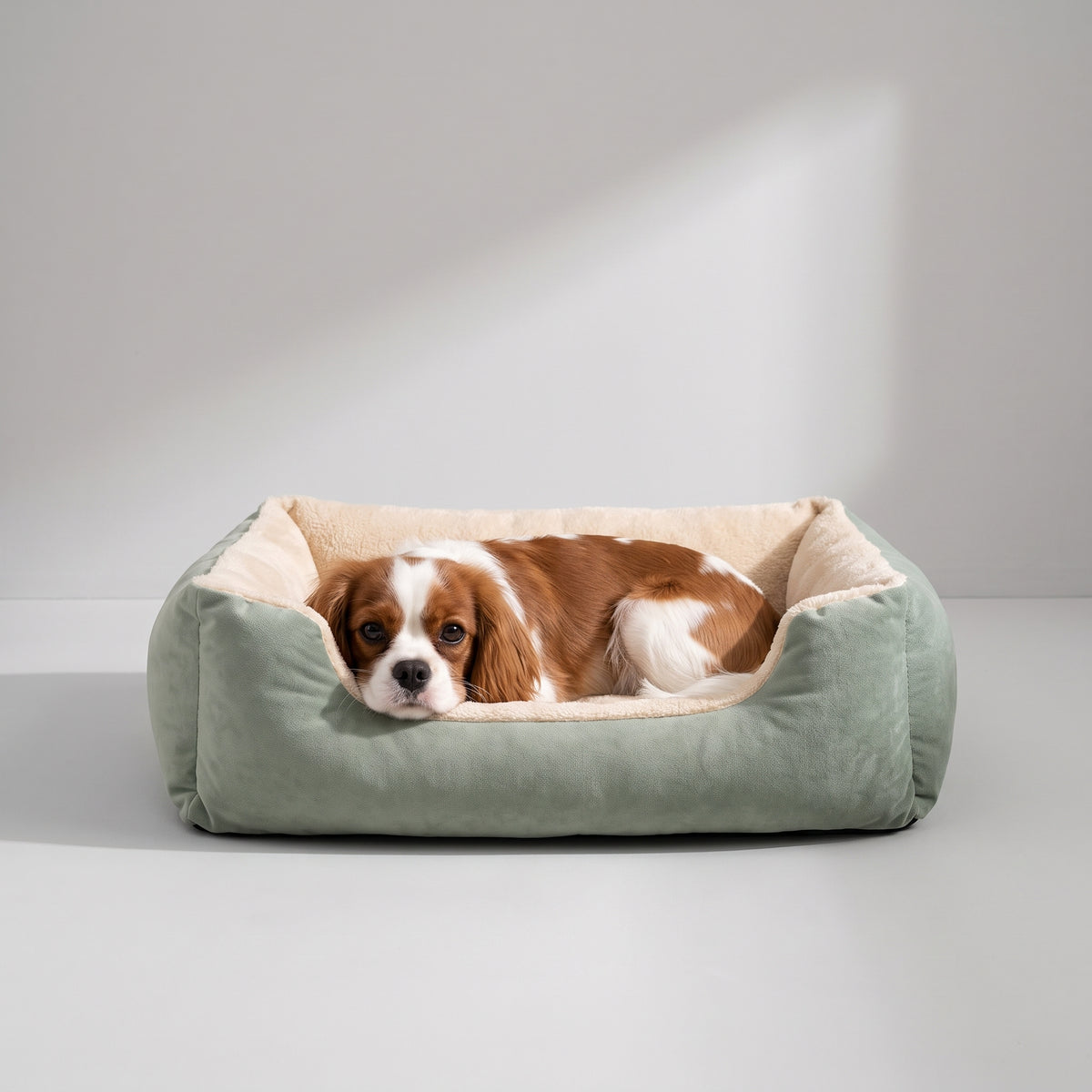 Dog Beds Puppies with a Cavalier King Charles, studio photo