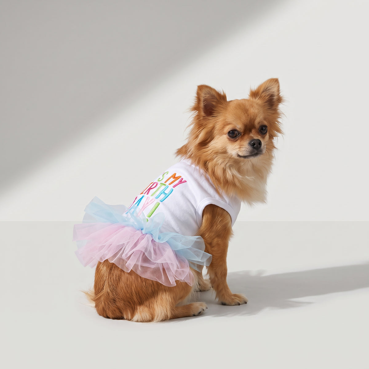 Dog Birthday Dress with a chihuahua, studio photo