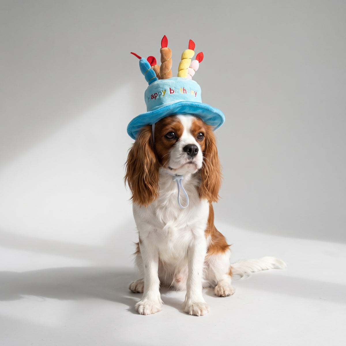 Dog Birthday Hat with a Cavalier King Charles, studio photo