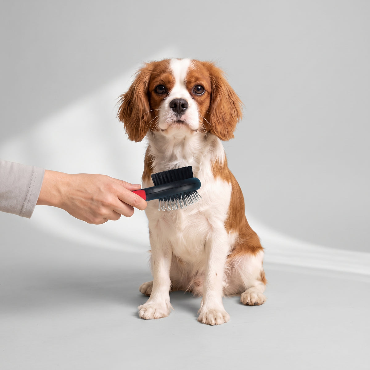 Dog Brush For Long Hair with a Cavalier King Charles, studio photo