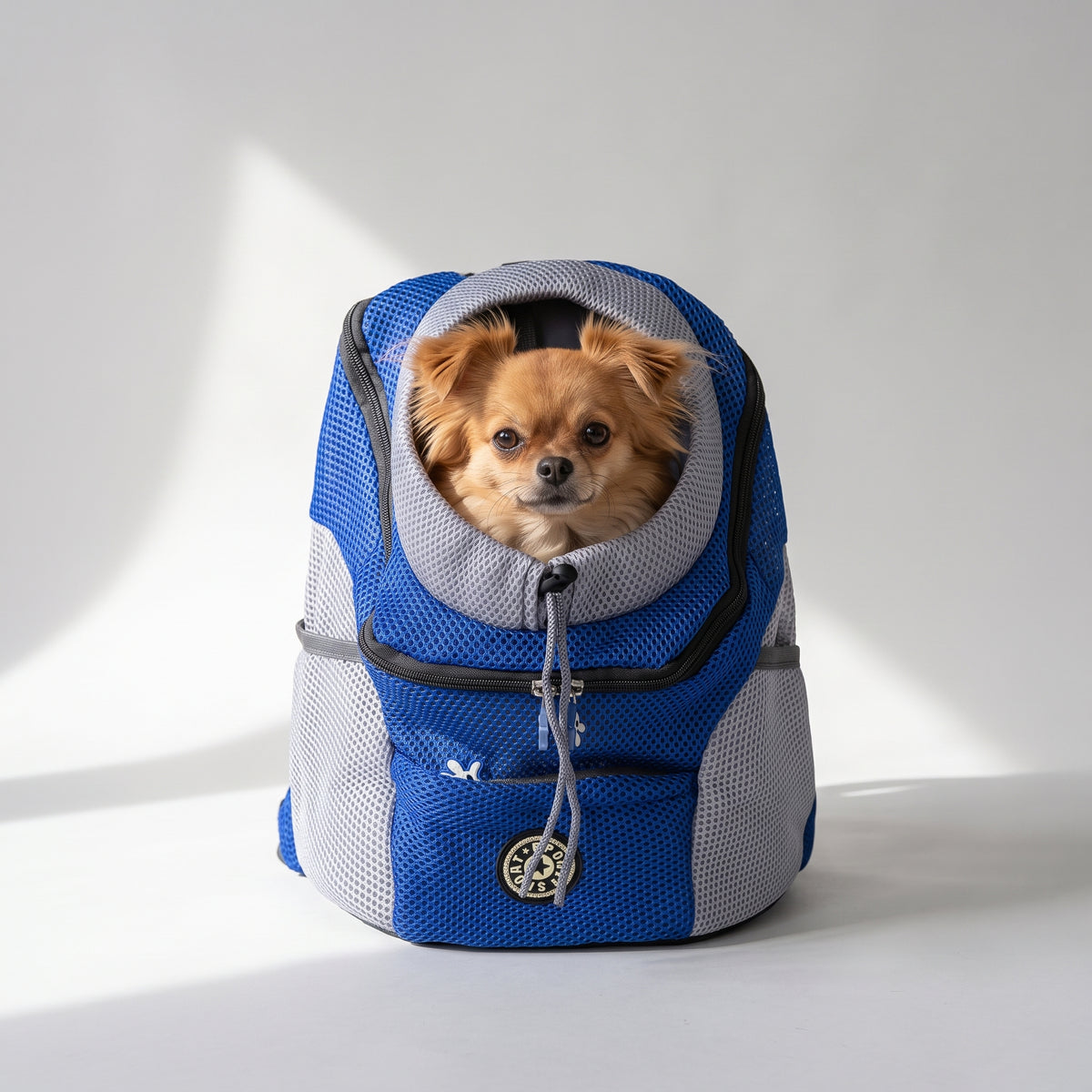 Dog Carrying Backpack with a chihuahua, studio photo