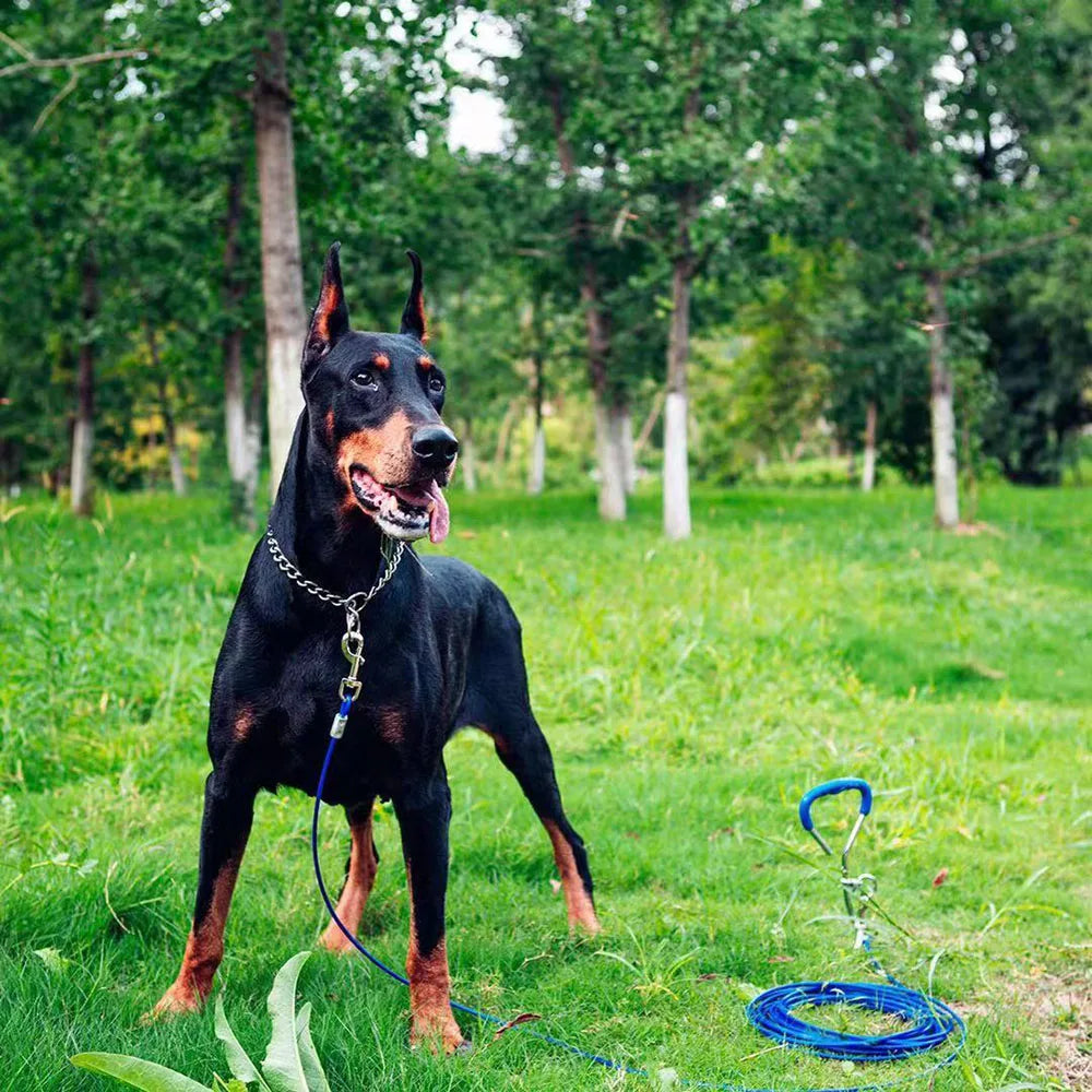 Dog Chain Collar