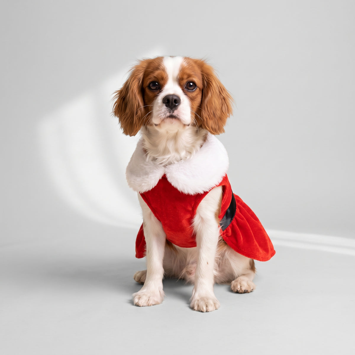 Dog Christmas Dress with a Cavalier King Charles, studio photo