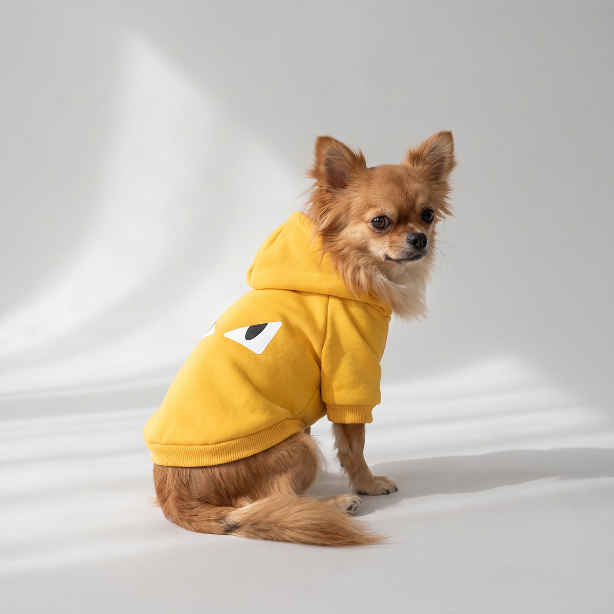 Dog Clothes Hoodies with a chihuahua, studio photo