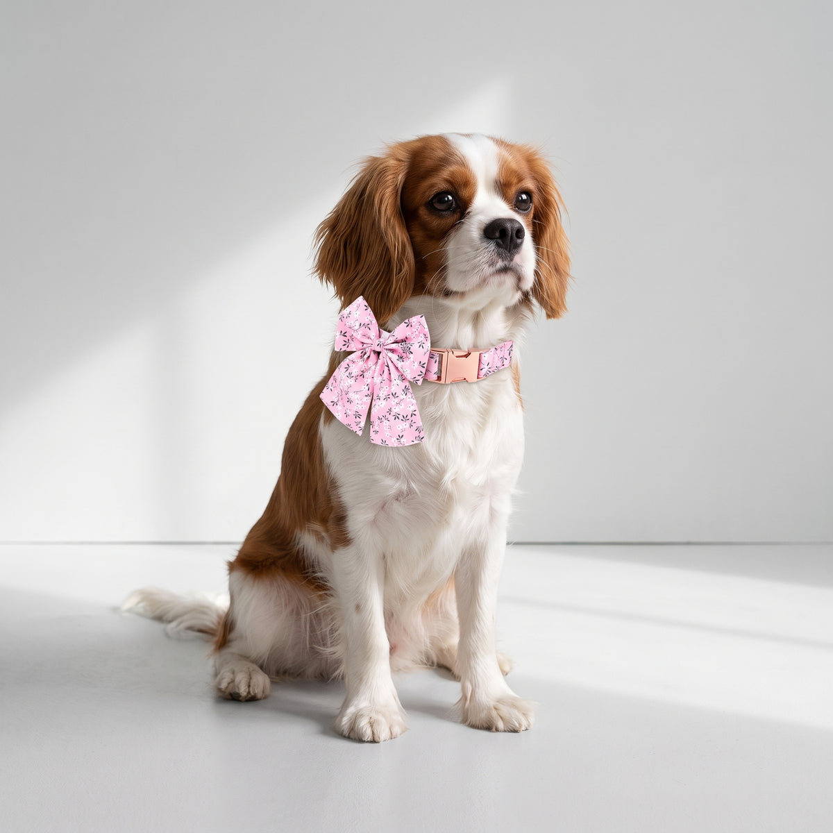 Dog Collar Bow with a Cavalier King Charles, studio photo