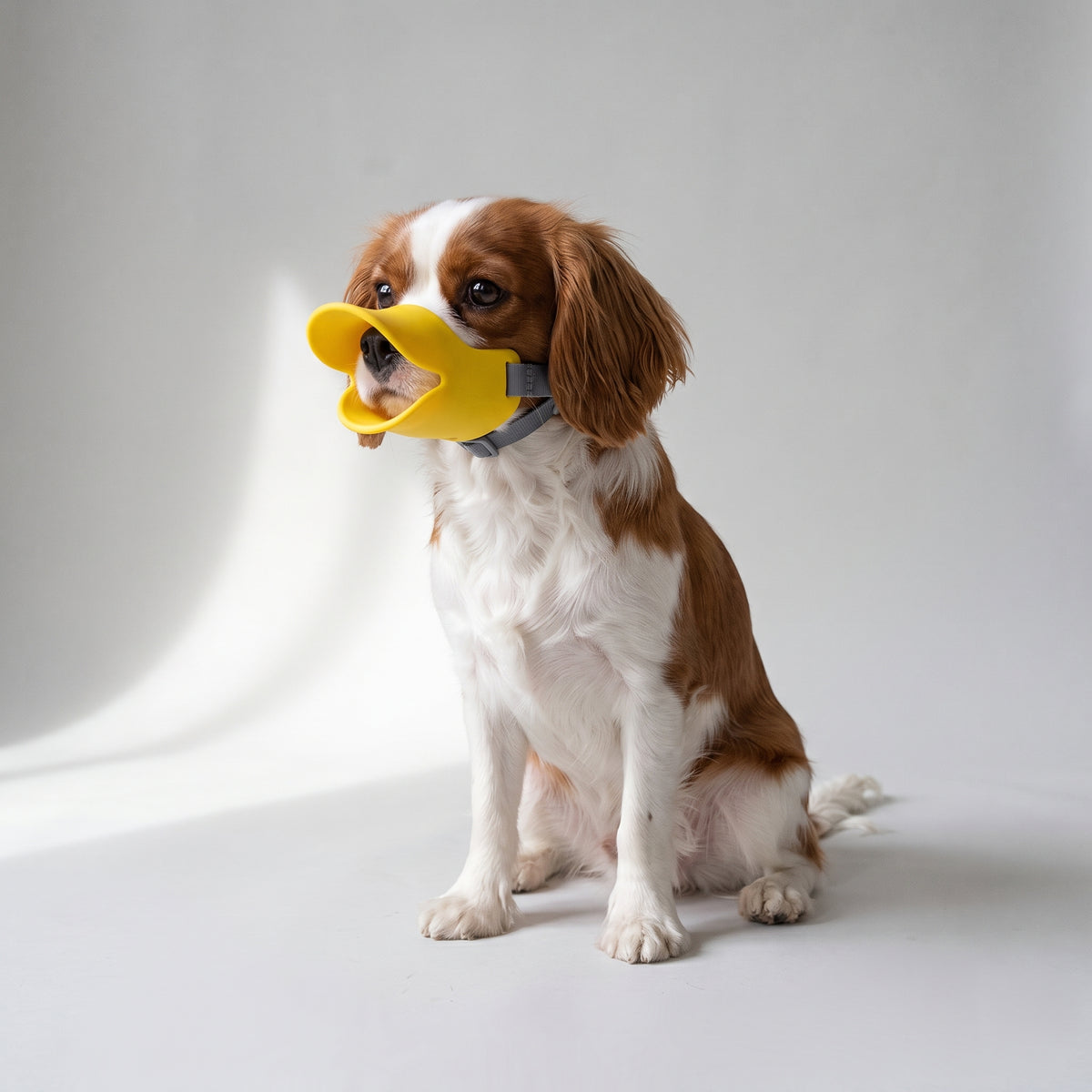 Dog Duck Muzzle with a Cavalier King Charles, studio photo