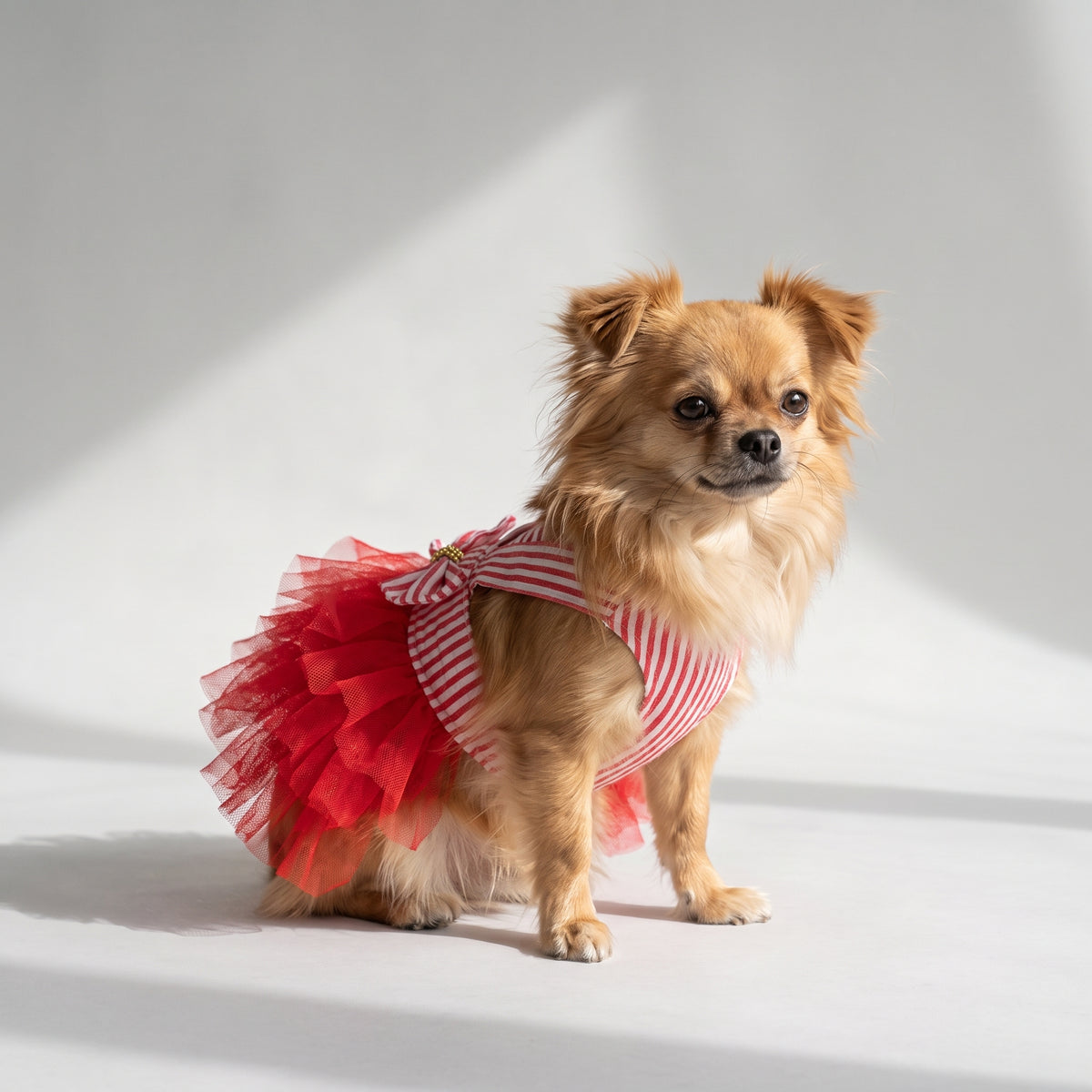 Dog Fancy Dress with a chihuahua, studio photo