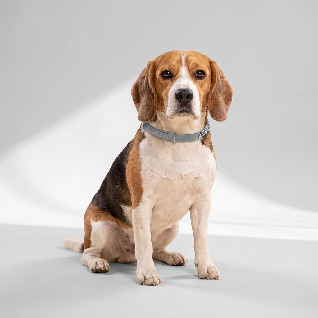 Dog Flea and Tick Collar with a beagle, studio photo