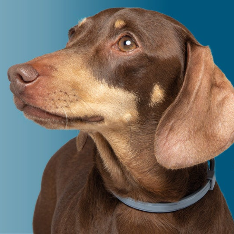 Safe and Effective Collar: Our flea and tick collar includes the most powerful all-natural formula used by leading brands in the pet care industry. We use citronella and other safe formulas to help pets get rid of internal and external parasites, fleas, ticks, and other pests. The special treatment of garlic essential oil ensures that it won't cause additional irritating reactions in pets.