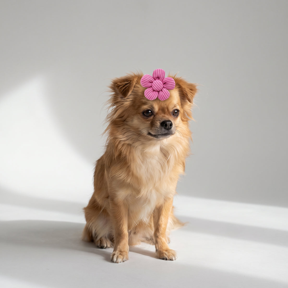 Dog Flower Bow with a chihuahua, studio photo