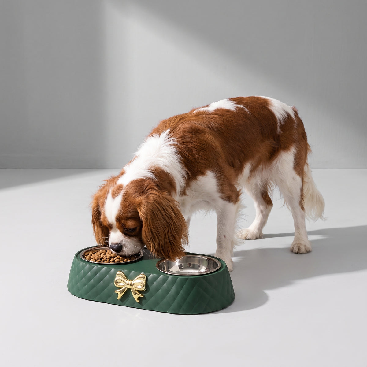 Dog Food And Water Bowl with a Cavalier King Charles, studio photo