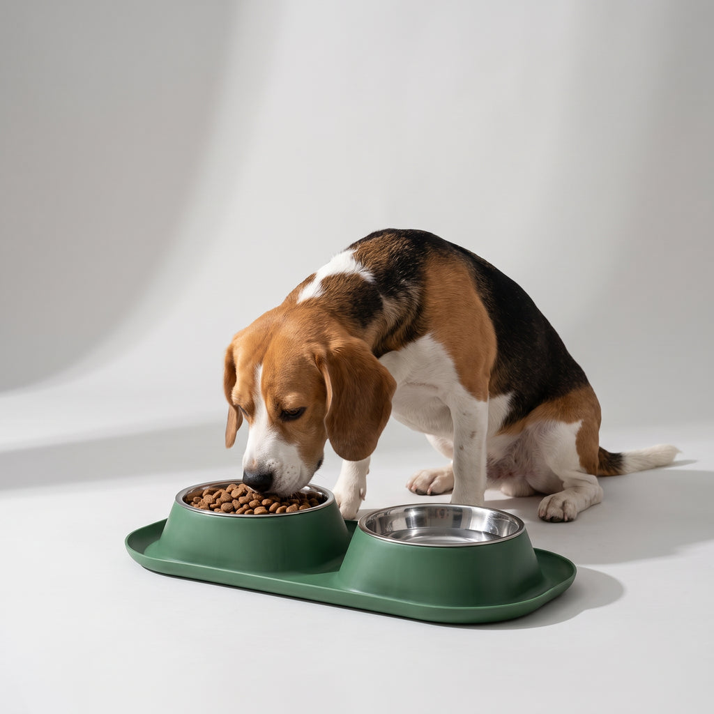 Dog Food And Water Bowls with a beagle, studio photo