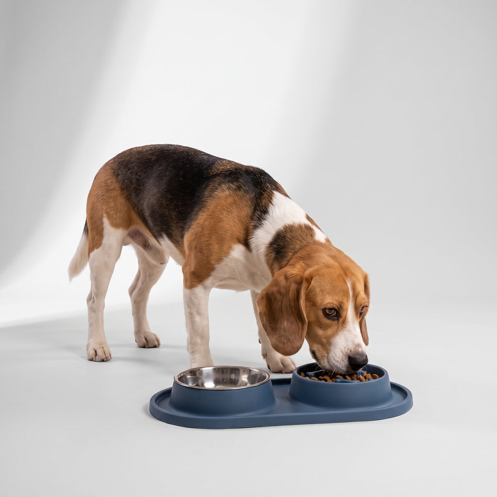 Dog Food Bowl To Slow Down Eating with a beagle, studio photo