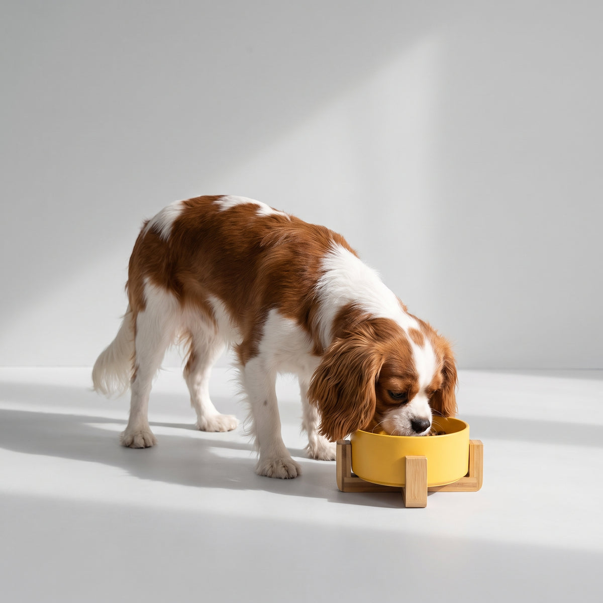Dog Food Bowl With Stand with a Cavalier King Charles, studio photo