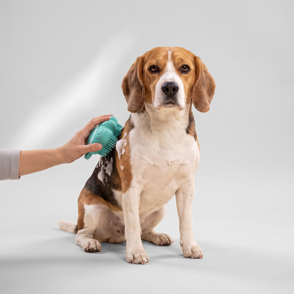 Dog Grooming Brush with a beagle, studio photo