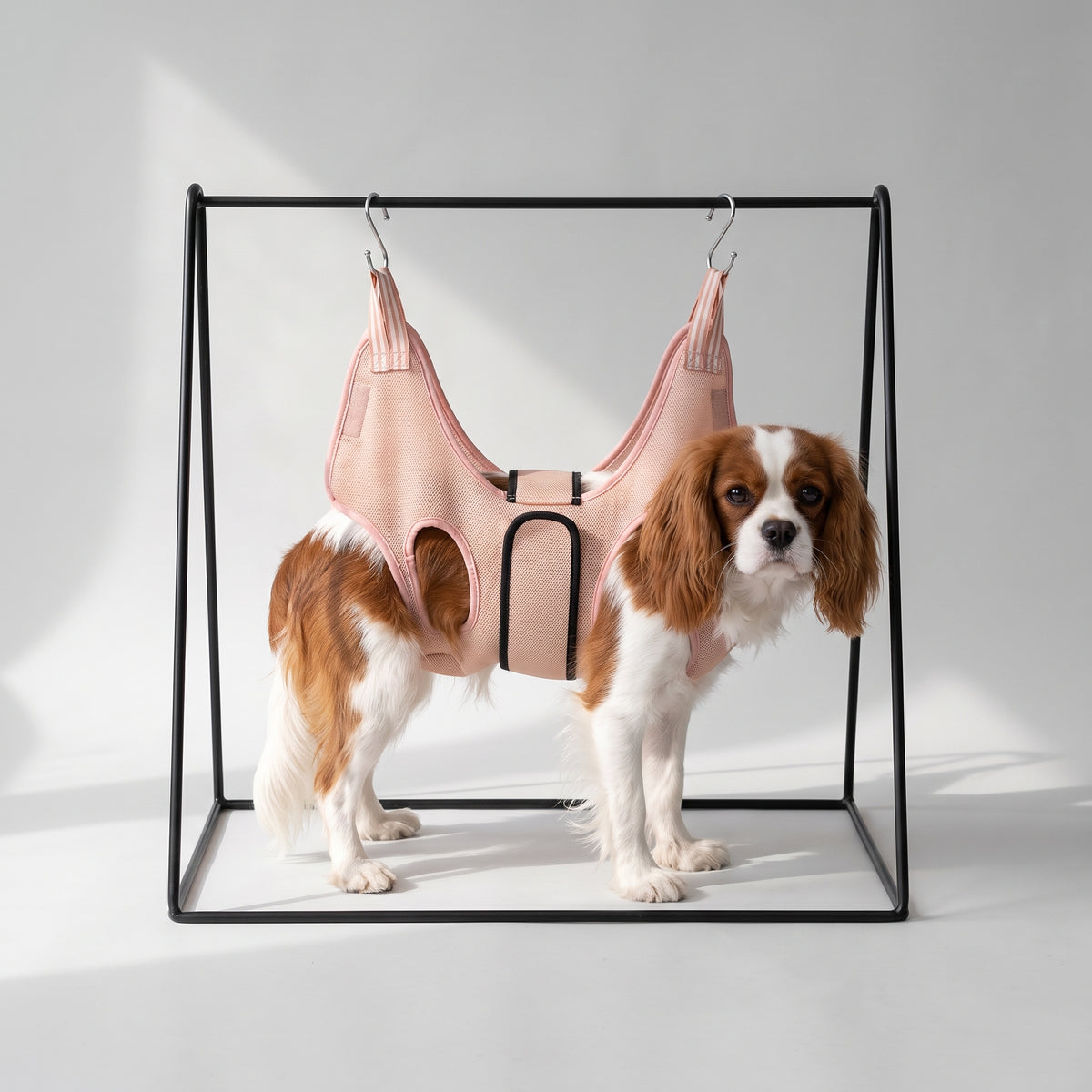 Dog Grooming Hammock with a Cavalier King Charles, studio photo