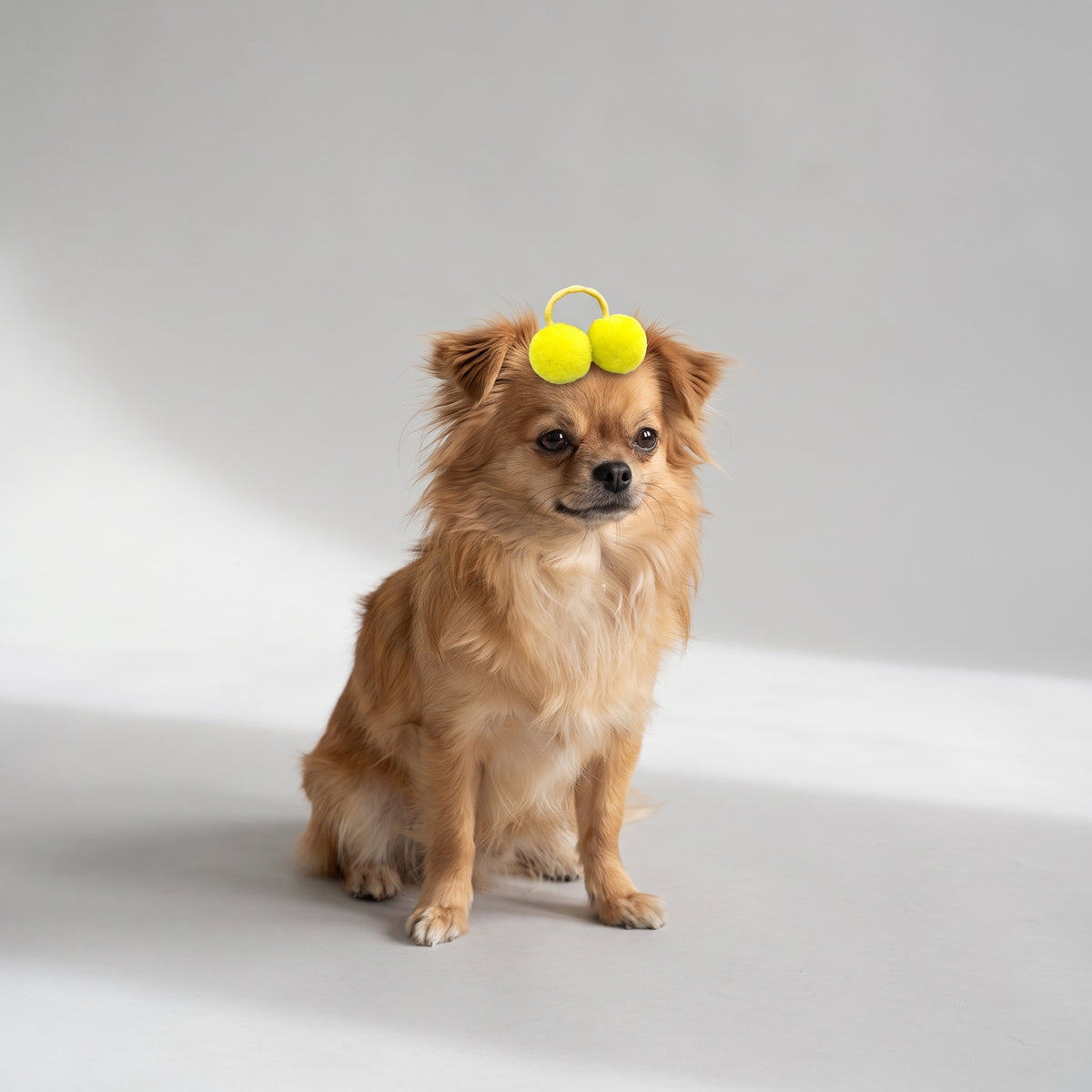 Dog Hair Accessories with a chihuahua, studio photo
