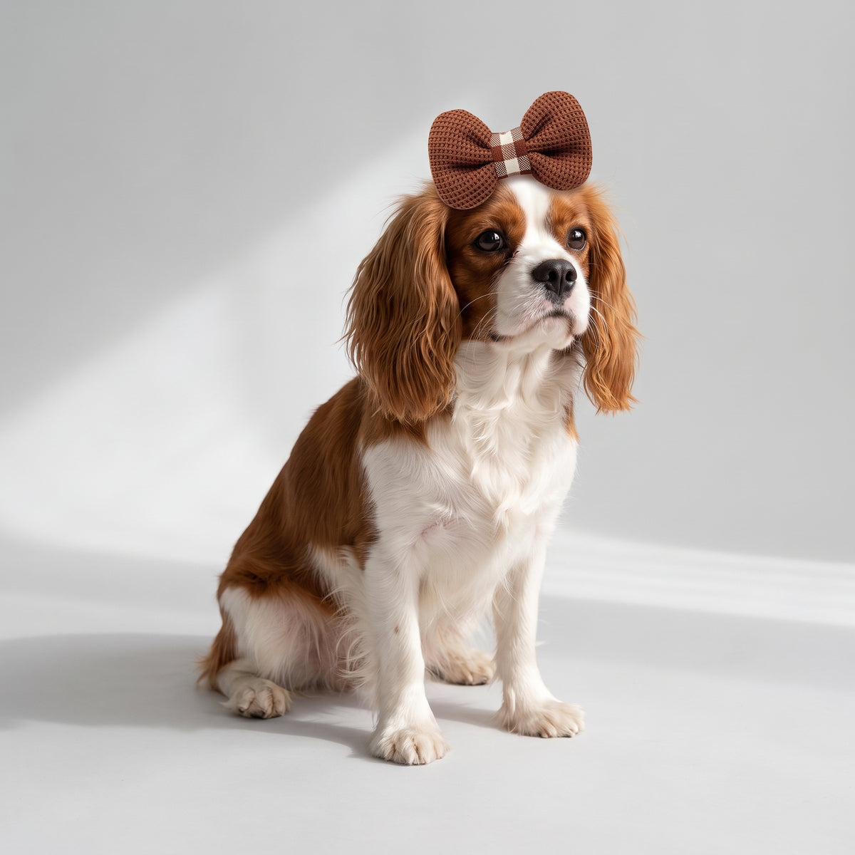 Dog Hair Bows with a Cavalier King Charles, studio photo