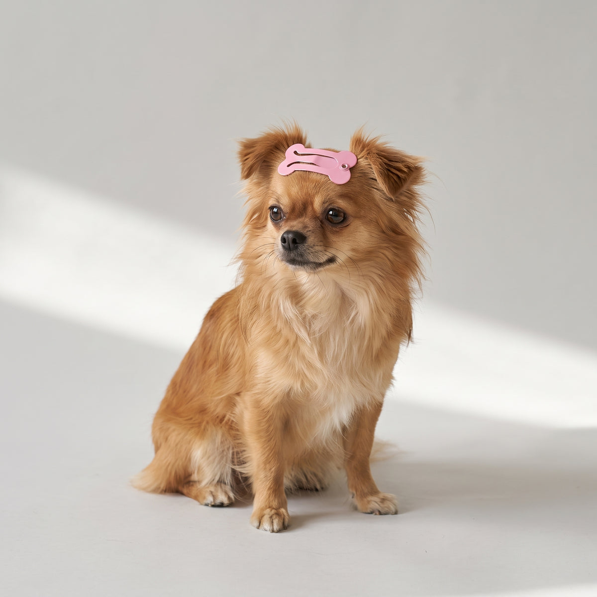 Dog Hairpin with a chihuahua, studio photo