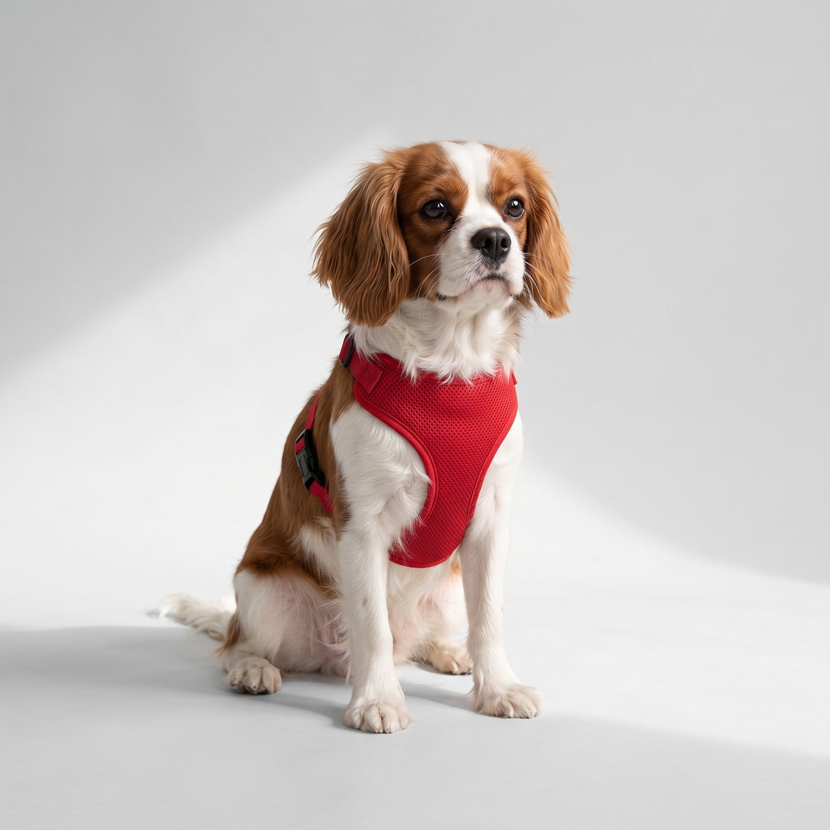 Nylon Mesh Dog Harness for Comfort and Control with a Cavalier King Charles, studio photo