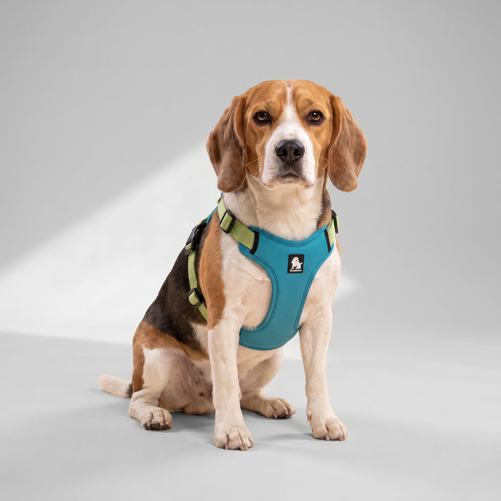 Adjustable No Pull Dog Harness in Nylon with a beagle, studio photo