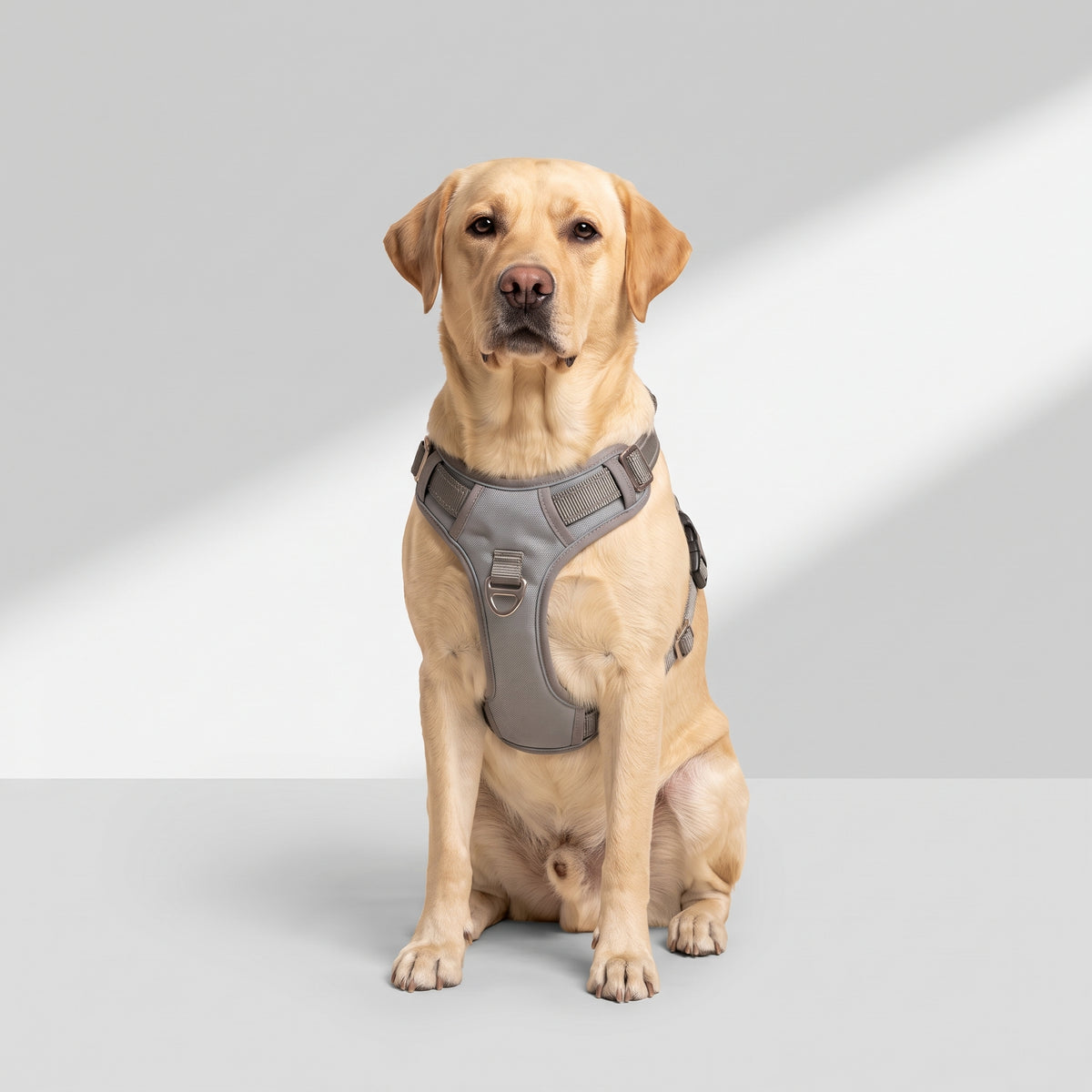 Dog Harness with a Labrador, studio photo