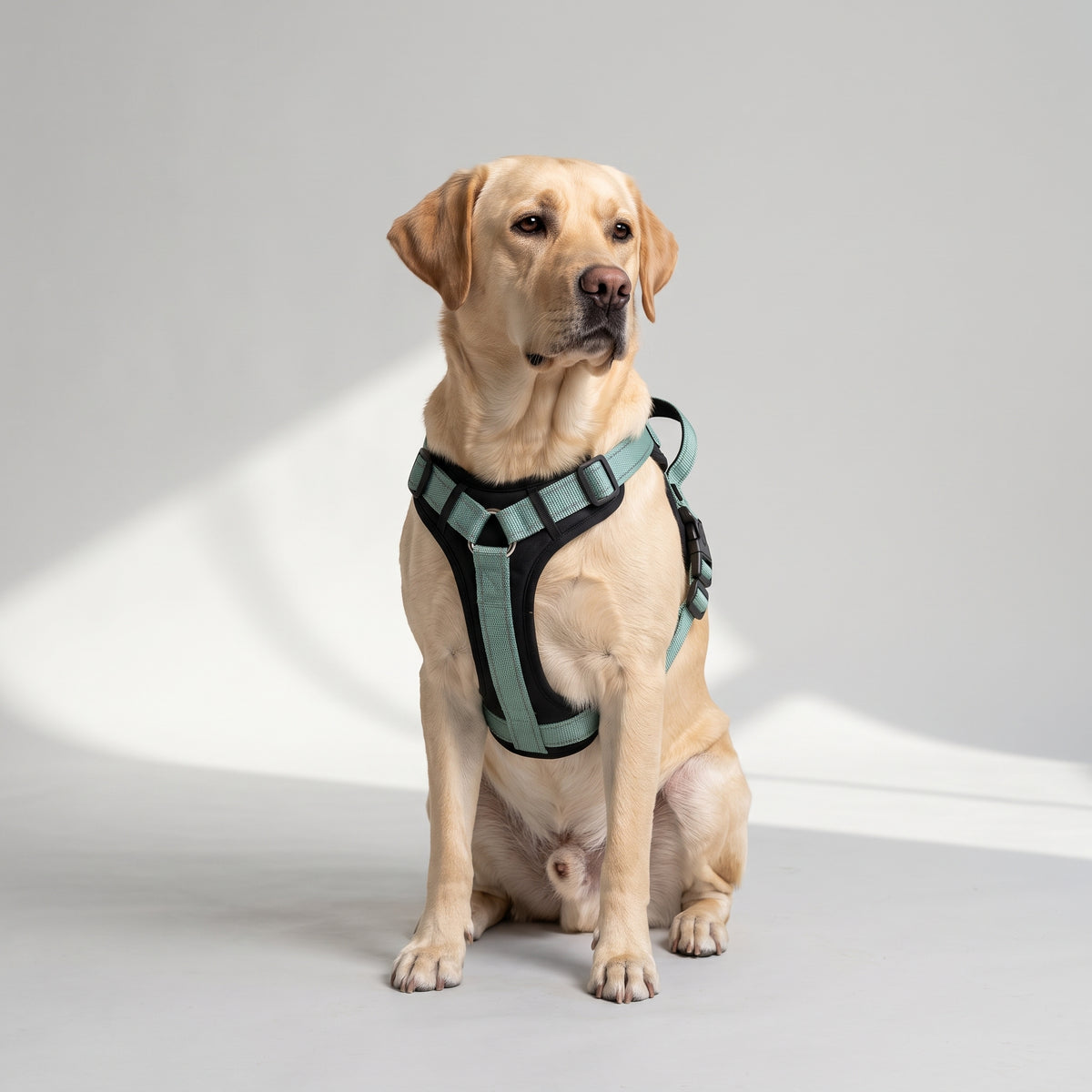 Dog Harness With Handle with a Labrador, studio photo