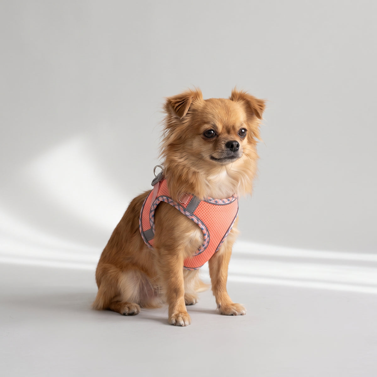 Reflective Small Dog Harness and Leash with a chihuahua, studio photo