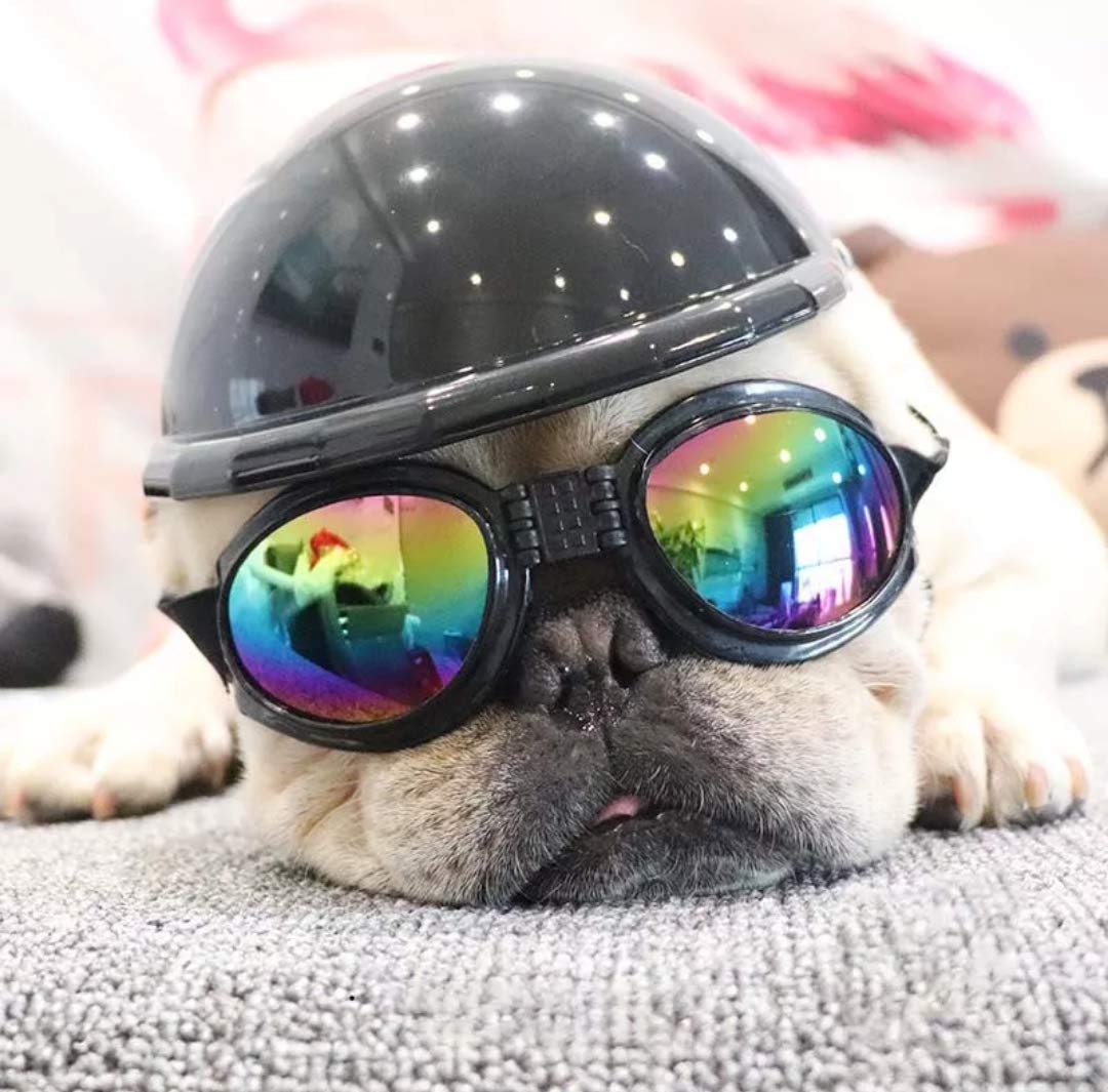 Dog Helmet for Motorcycle