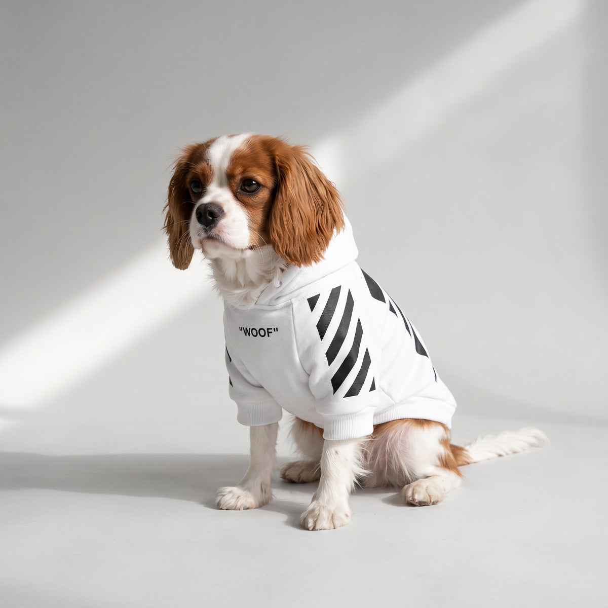 Dog Hoodie｜Hayden® with a Cavalier King Charles, studio photo