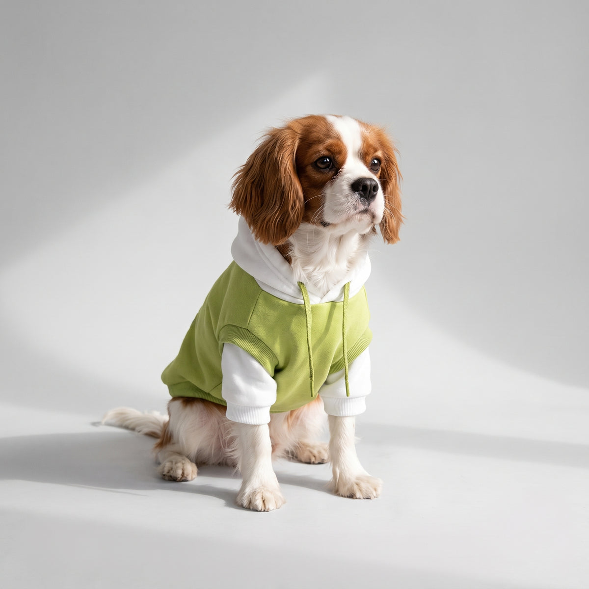 Dog Hoodie with a Cavalier King Charles, studio photo
