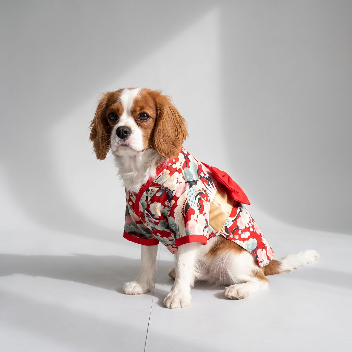 Dog Kimono with a Cavalier King Charles, studio photo