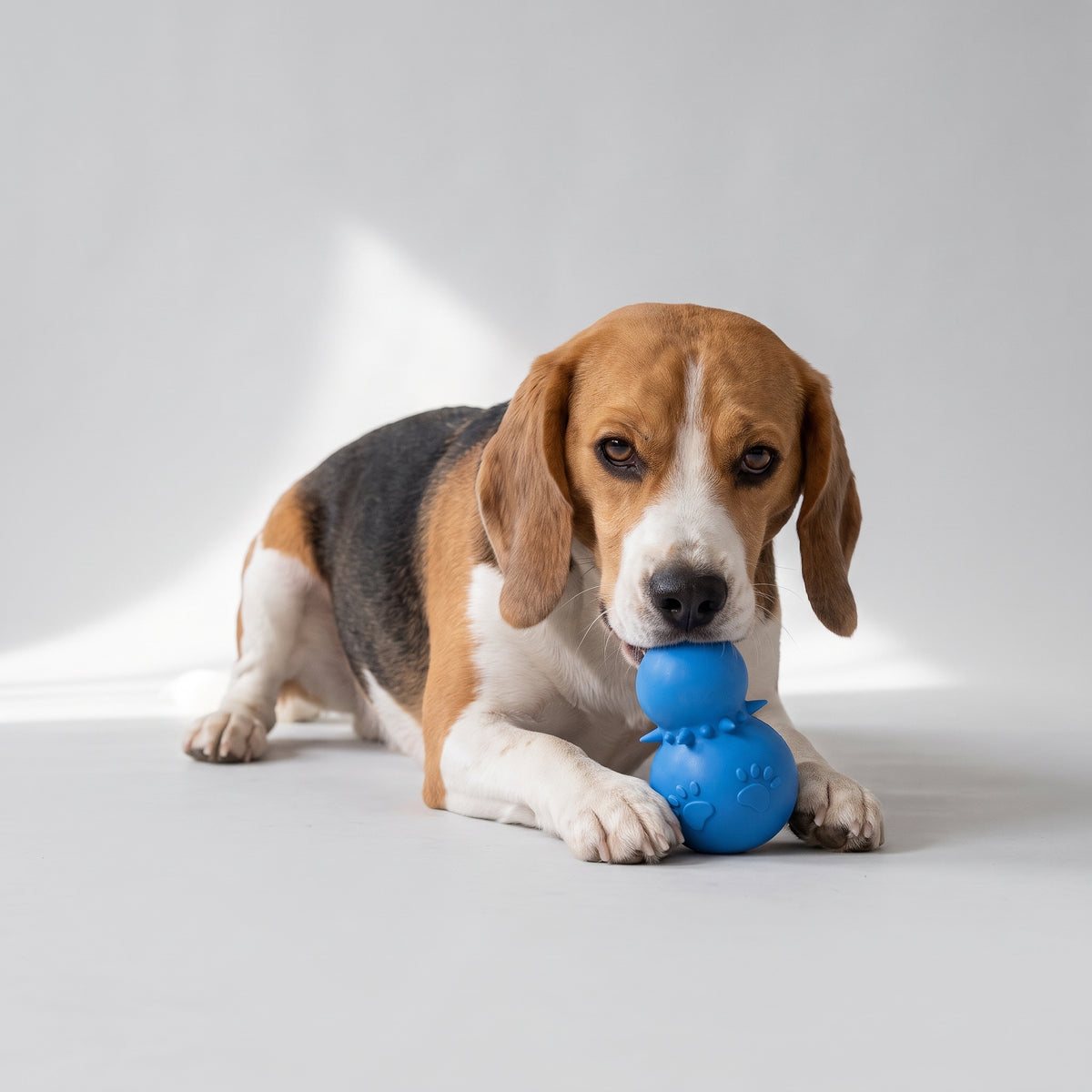 Classic Dog Chew Toy in Assorted Colors with a beagle, studio photo
