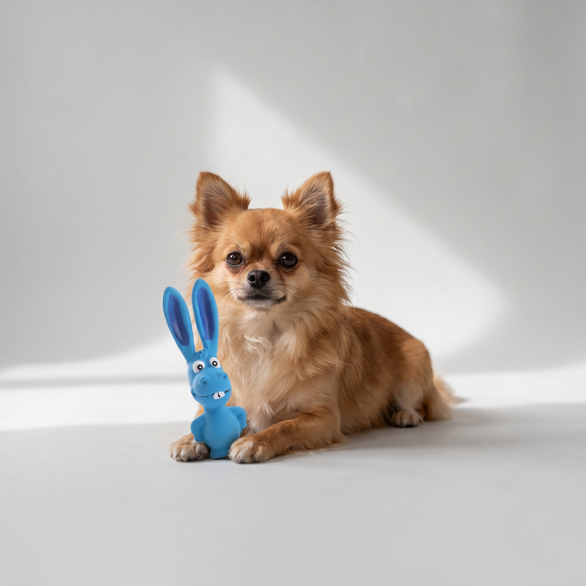 Dog Latex Chew Toy with a chihuahua, studio photo