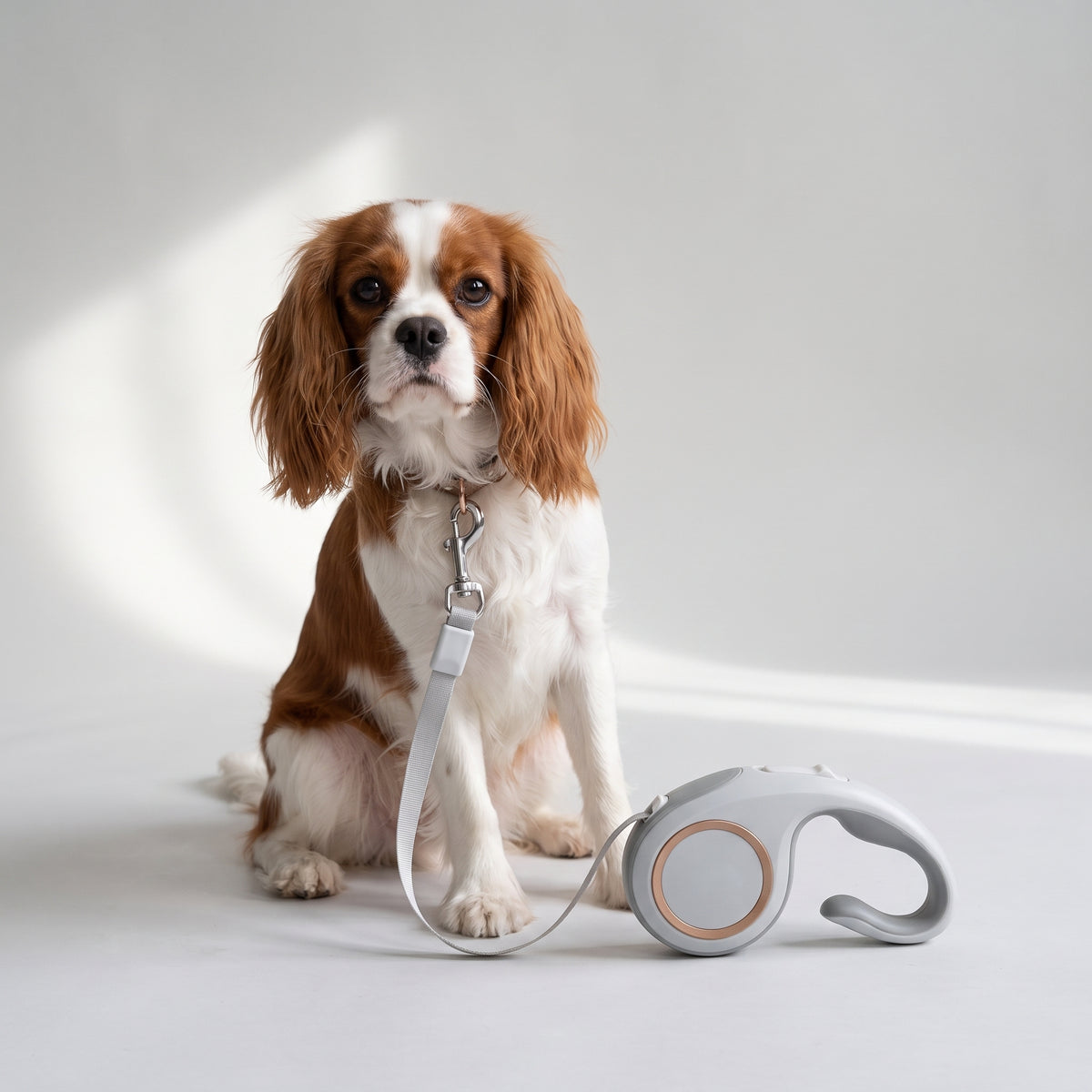 Retractable Dog Leash with Brake Button with a Cavalier King Charles, studio photo