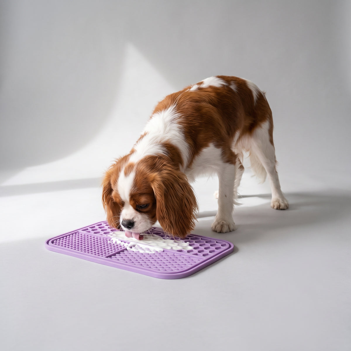 Dog Lick Mat for Slow Feeding in 1 or 2 Pack with a Cavalier King Charles, studio photo
