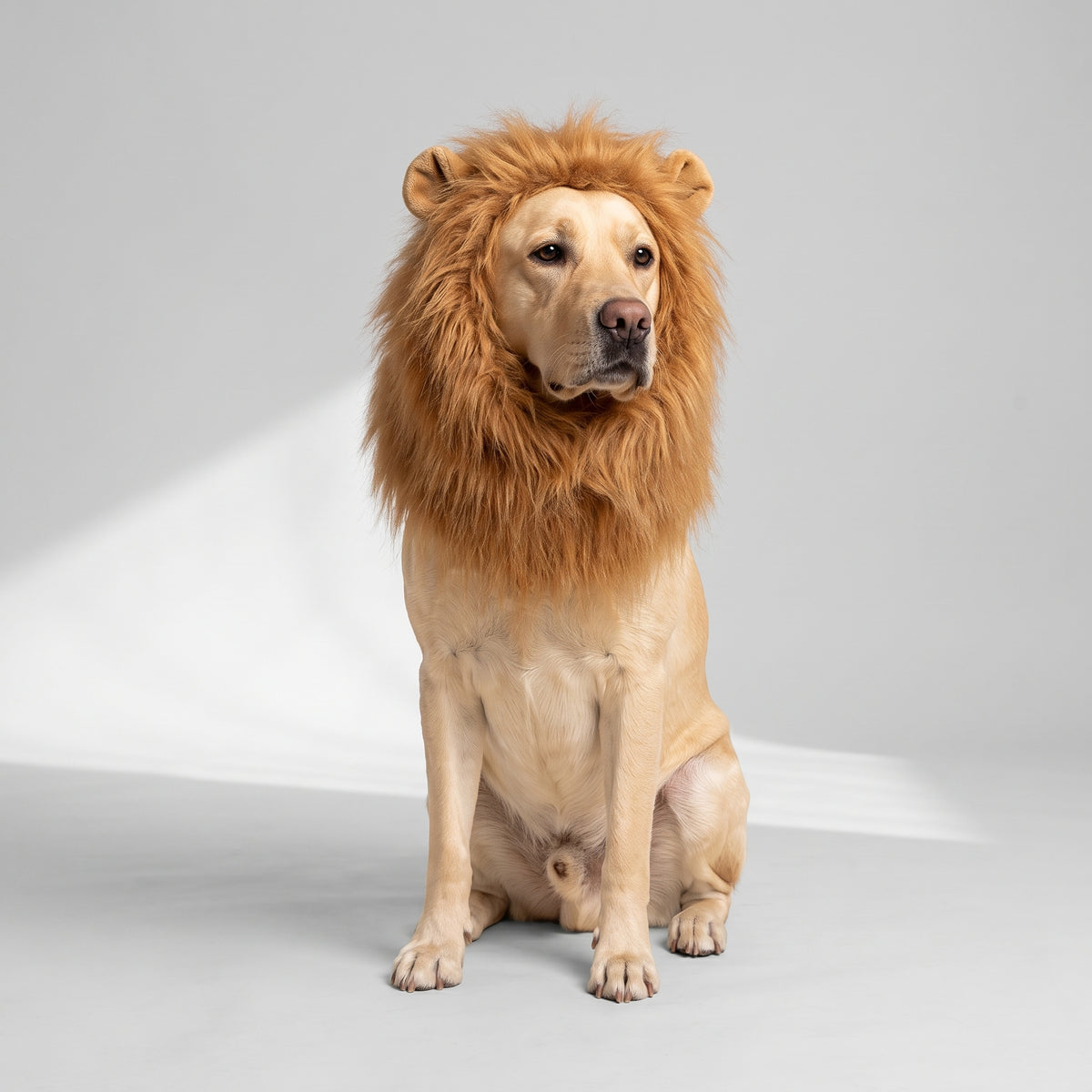 Dog Lion Mane Costume with Adjustable Cord with a Labrador, studio photo
