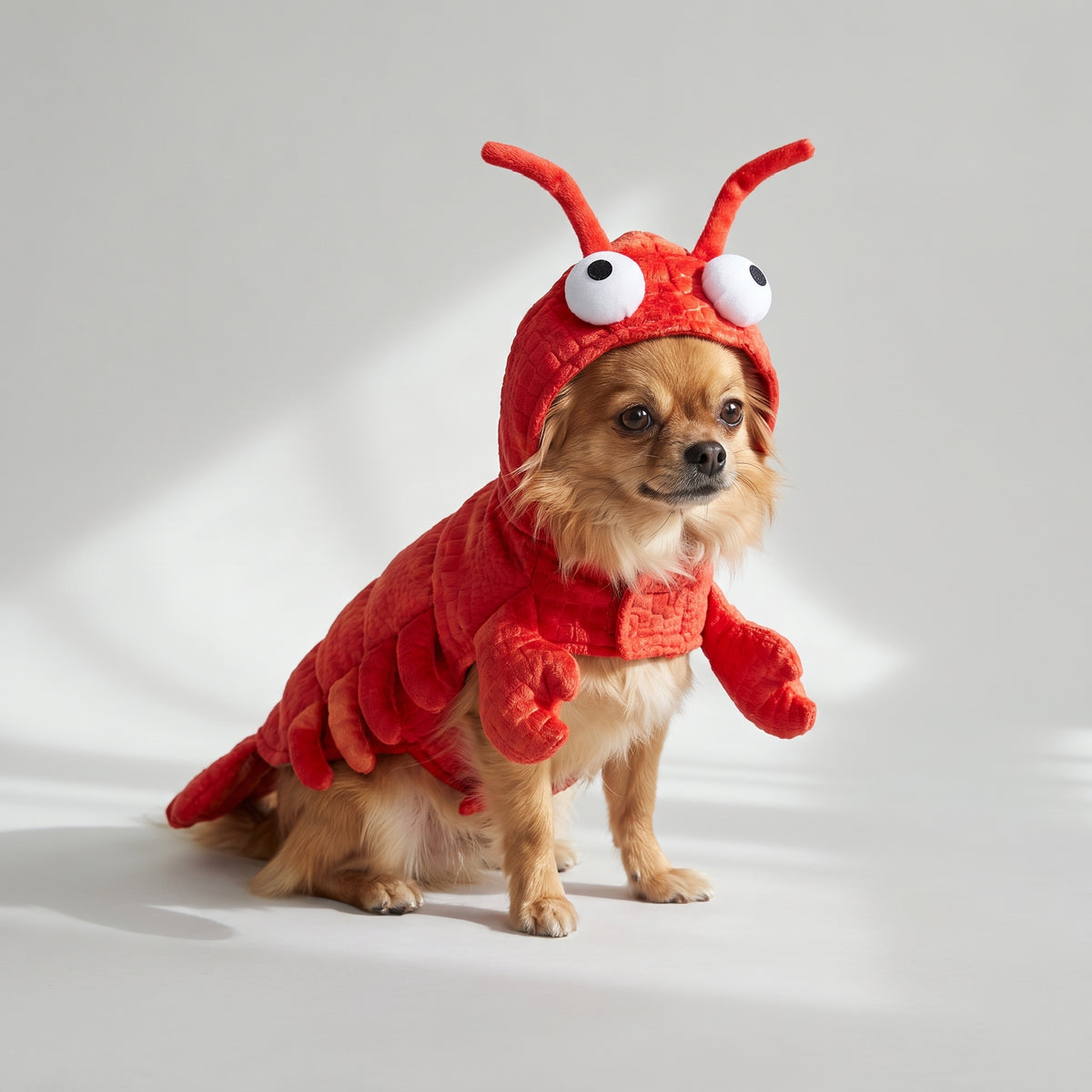 Dog Lobster Costume with a chihuahua, studio photo