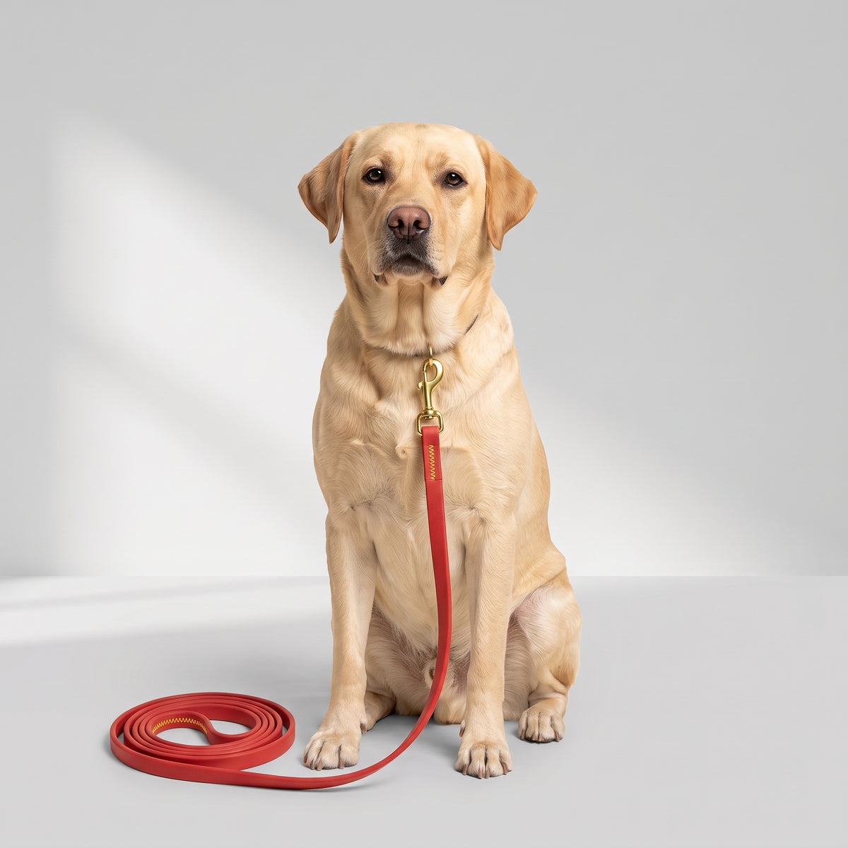 Waterproof Long Training Leash for Dogs with a Labrador, studio photo