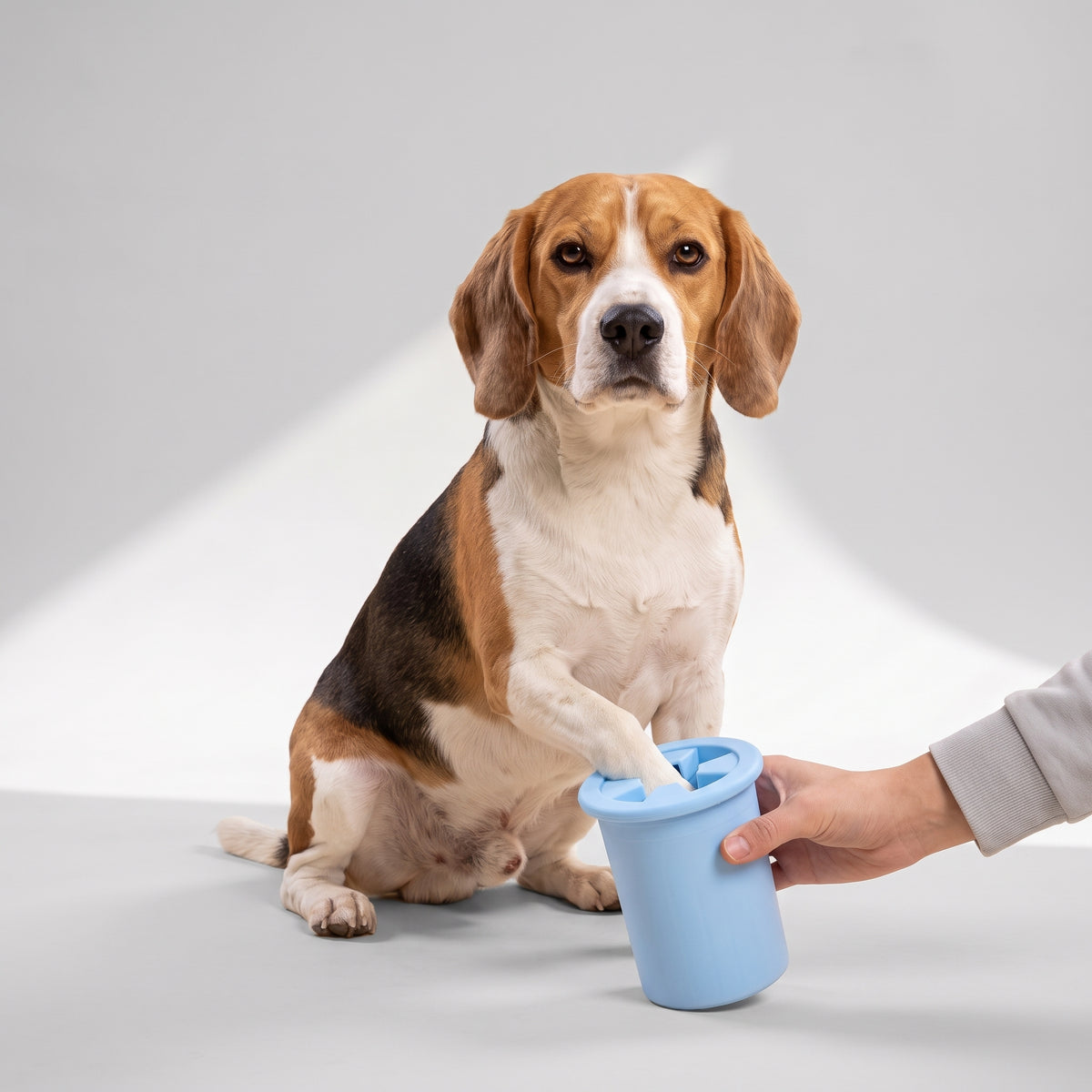 Dog Muddy Paw Cleaner with a beagle, studio photo