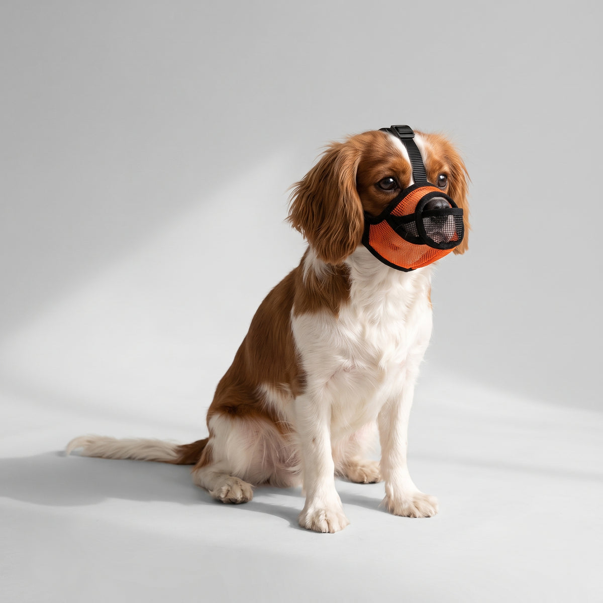Dog Muzzle for French Bulldog with a Cavalier King Charles, studio photo
