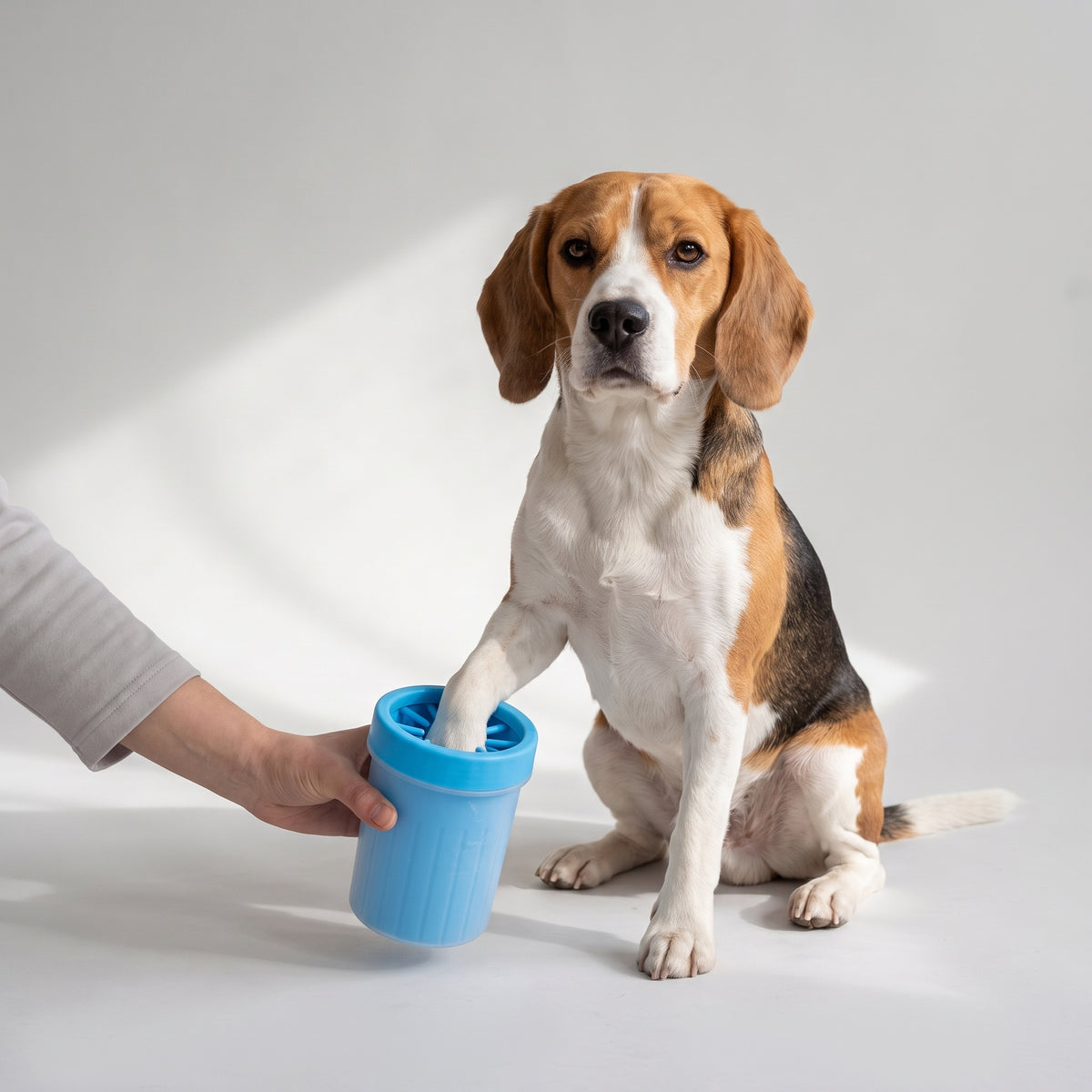 Dog Paw Cleaner Cup with a beagle, studio photo