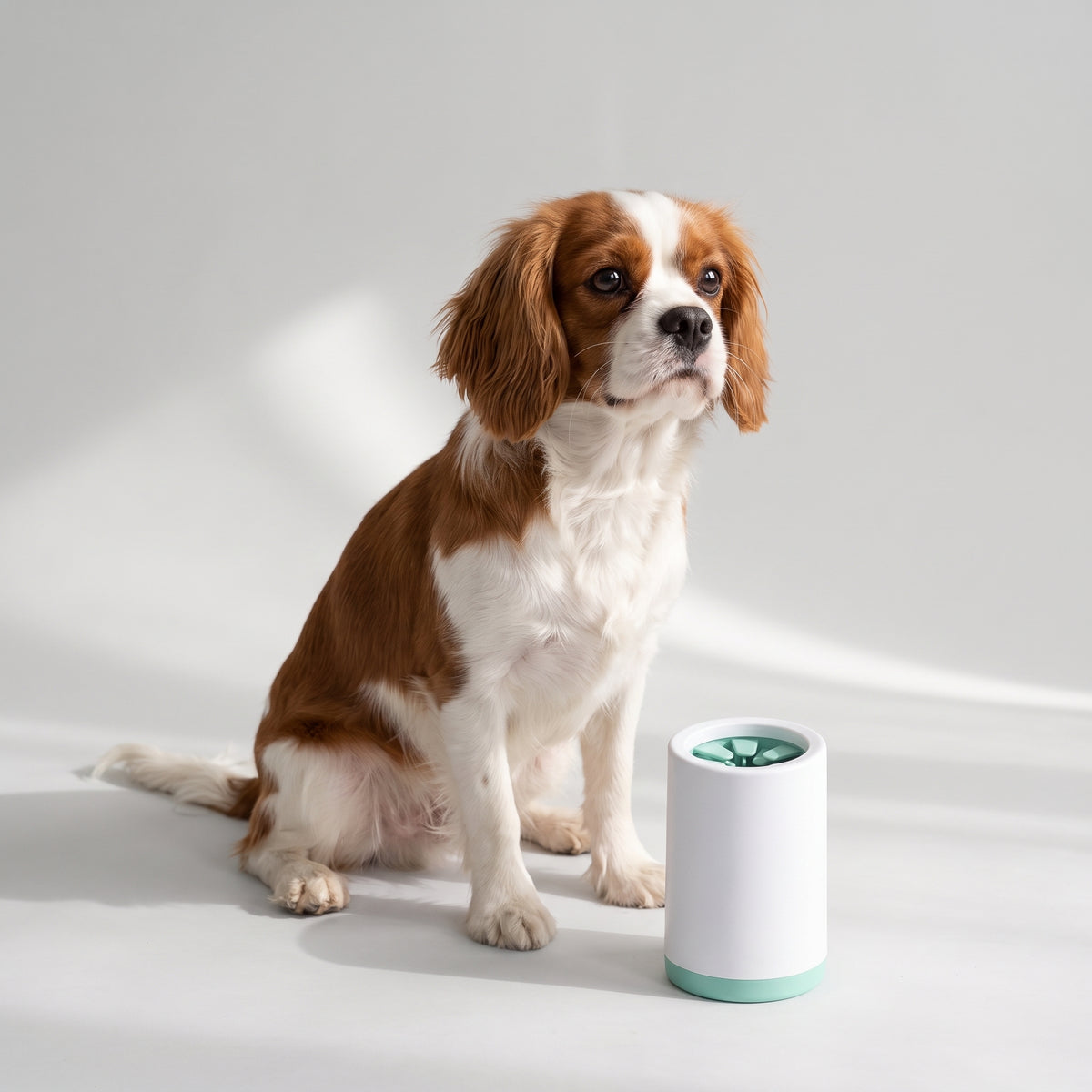 Dog Paw Cleaning Station with a Cavalier King Charles, studio photo