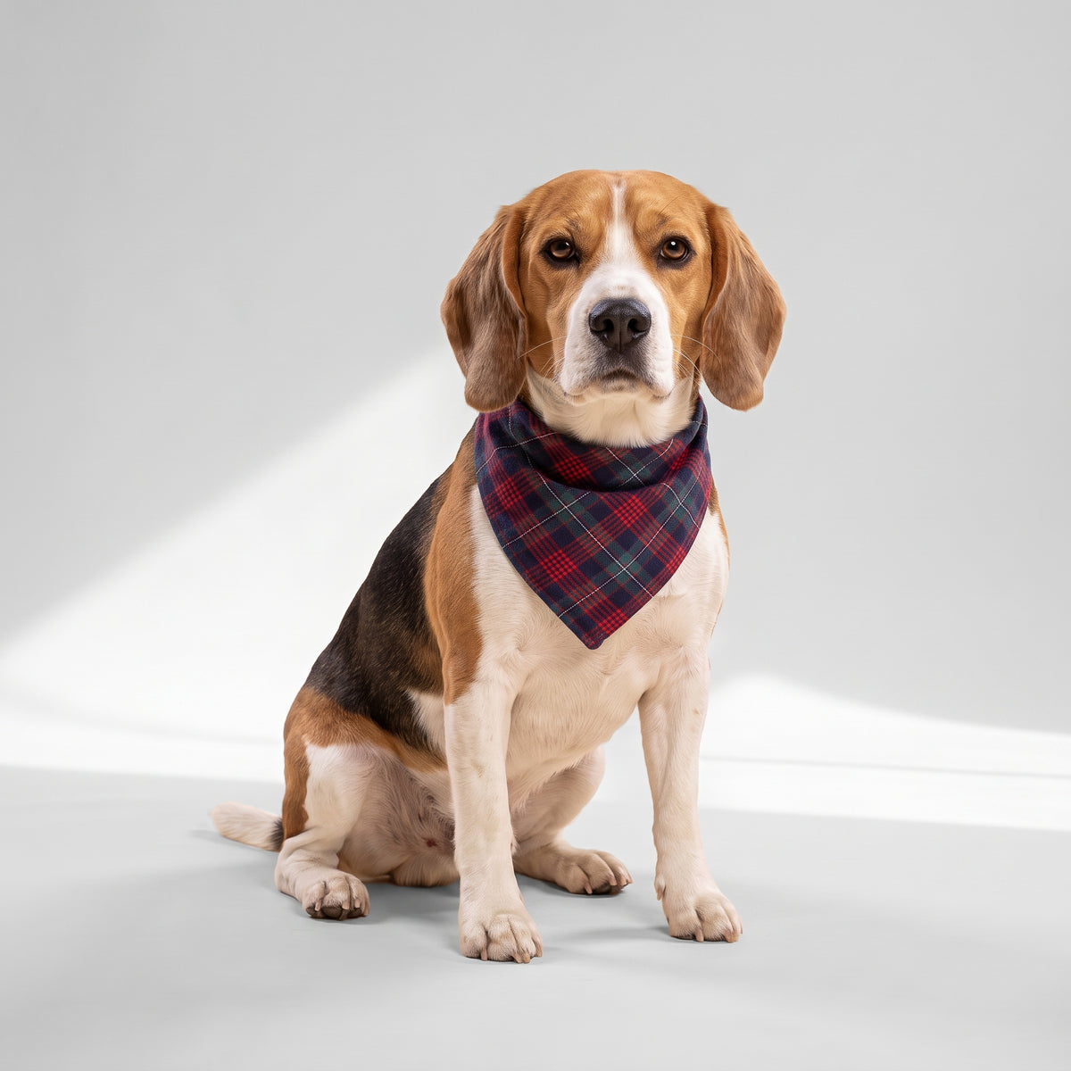 Dog Plaid Cotton Bandanas with a beagle, studio photo