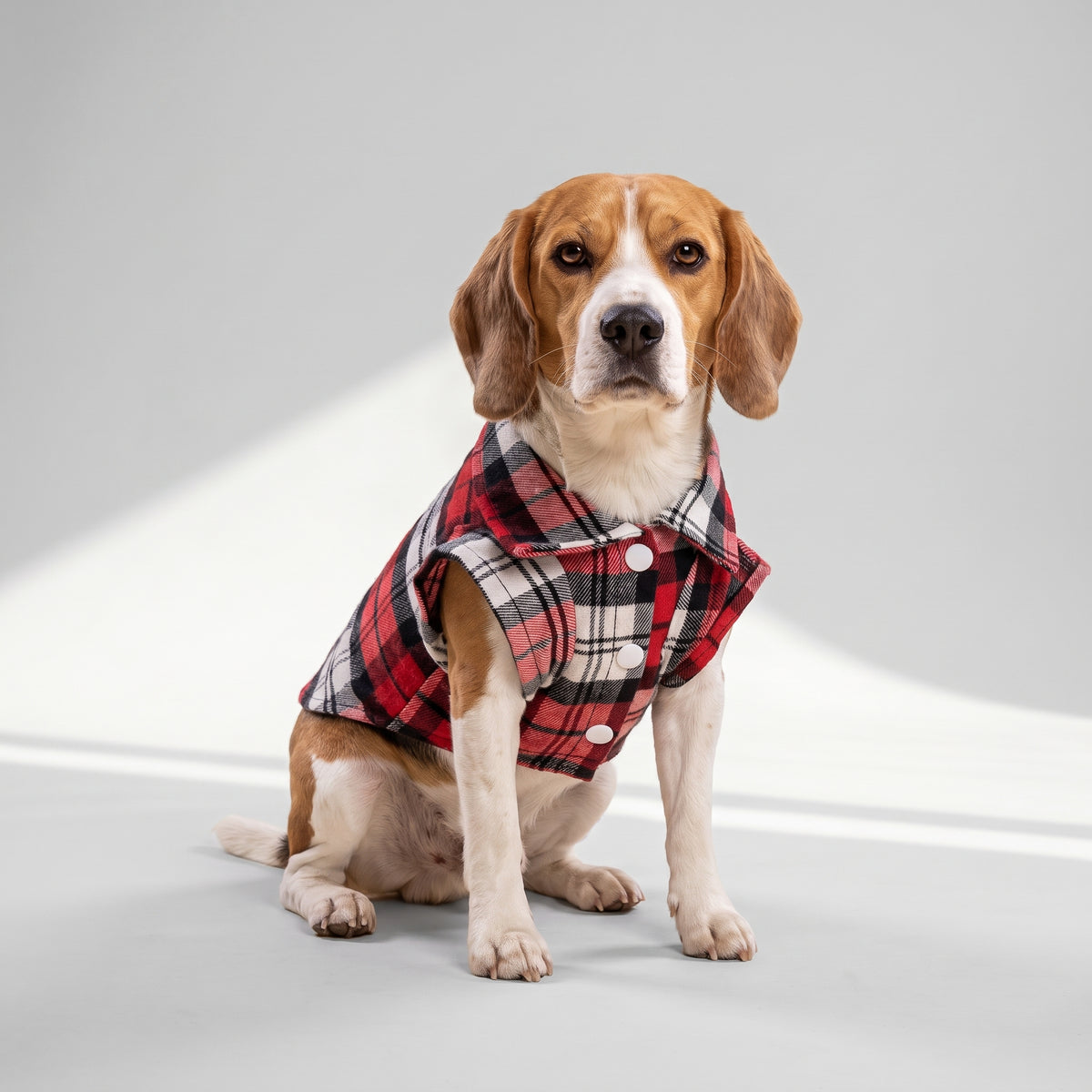 Dog Plaid Shirt with a beagle, studio photo
