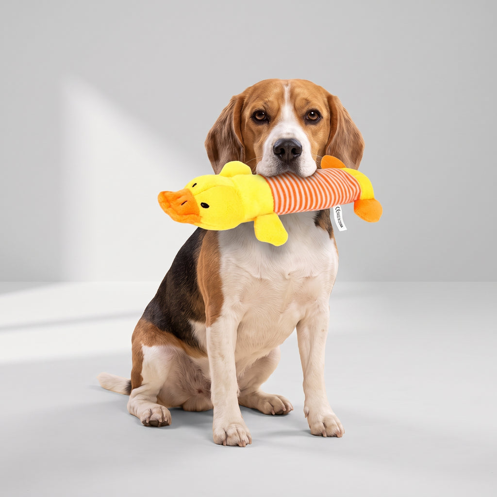 Plush Squeaky Dog Toy, Duck, Pig or Elephant with a beagle, studio photo
