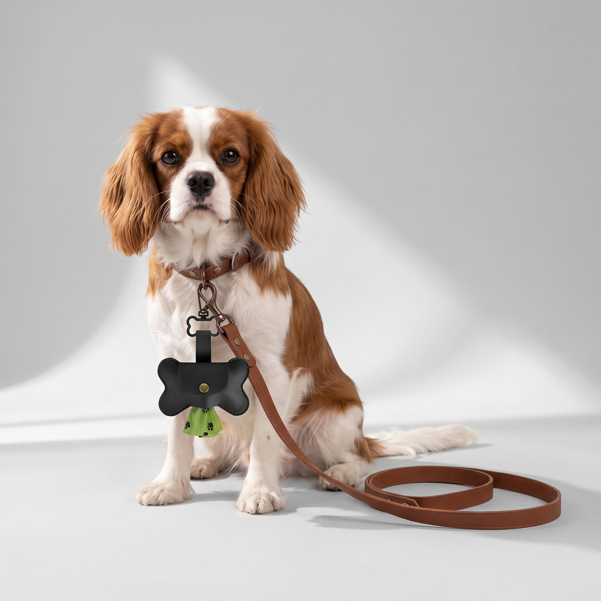 Dog Poop Bag Holder For Leash with a Cavalier King Charles, studio photo